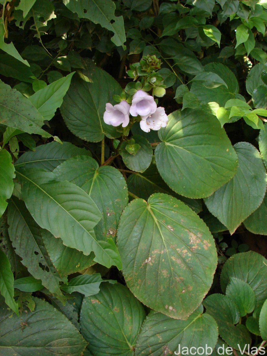 Gloxinia perennis (L.) Druce